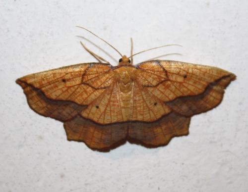 Epione repandaria